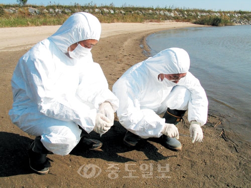 ▲ 조류독감 공포가 확산되고 있는 가운데 11일 국내 최대 철새도래지인  서산 천수만에서 서산시 수의사들이 철새 분변을 채취하고 있다.