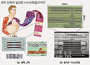 ▲ 생체 근육과 실리콘 나노근육칩의 비교