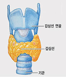 ▲ 갑상선 모식도