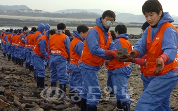 ▲ 27일 하이닉스 2008년 공채 임직원 300여명이 태안군 의항리 개목항에서 줄지어 선 채 기름먹은 돌들을 해안가로 걷어내는 작업을 펼쳤다.	/특별취재반