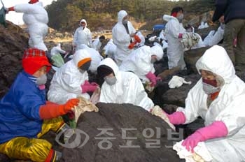 ▲ 연정국악문화회관 단원 50여명이 24일 태안군 학암포 해변에서 기름먹은 바위를 닦아내고 있다.	/특별취재반