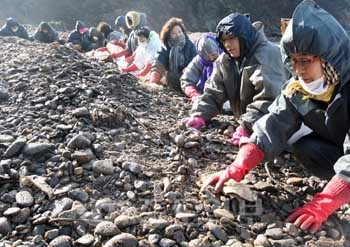 ▲ 지난 23일부터 이틀간 경북 울릉군 서면 남양 1리 부녀회원 14명이 소원면 모항리를 찾아 방제작업을 실시했다.