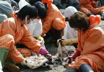 ▲ 목원대 무역학과 학생 및 교수 150여명이 대학의 봉사 주간을 맞아 지난 1일 태안군 소원면 의항리 태배지역을 찾아 바위와 자갈에 묻은 기름때를 제거하고 있다.