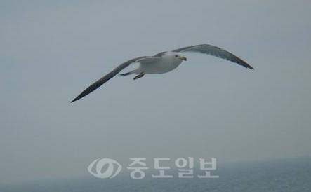 ▲ 갈매기의 꿈