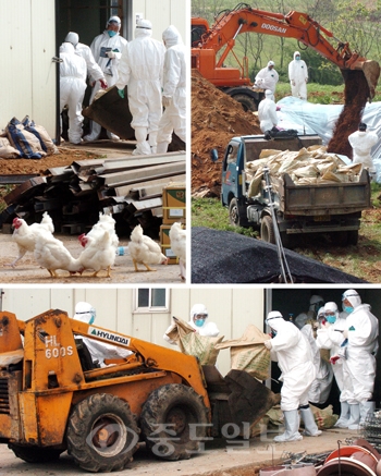 ▲ 조류인플루엔자(AI)가 걷잡을 수 없이 확산되고 있다. 23일 논산시 축산방역과 관계자들이 연무읍 마전리 한 농장에서 긴급 살처분 작업을 벌이고 있다.	 /이민희 기자 photomin@