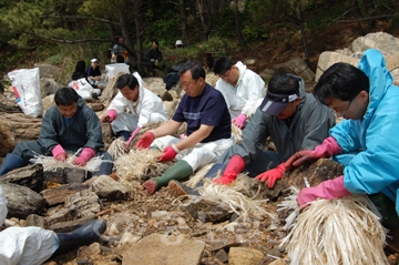 ▲ 224명의 경기도 광명시청 직원들이 26일 수련회 프로그램 일환으로 서해안 기름피해지역 봉사활동을 정하고 태안군 구례포 해수욕장을 찾아 방제작업을 펼쳤다.