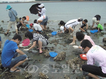 ▲ 당진군 고대면 영전마을에서 18일 농촌사랑회원 50여명이 갯벌체험을 즐기고 있다.