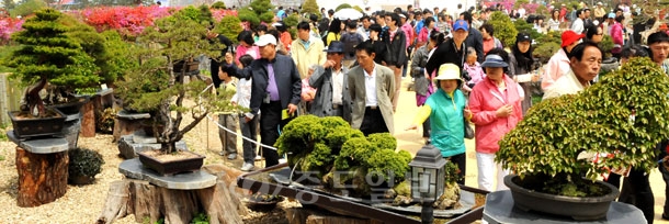 ▲ 3일 충남 태안군 안면읍 꽃지해안공원에서 열리는 안면도 국제꽃박람회를 찾은 관람객들이 다양하고 희귀한 분재 200여점이 전시된 분재원을 둘러보고 있다./태안=이민희 기자 photomin@