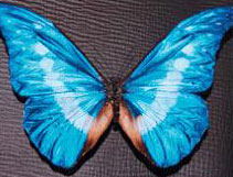 ▲ Morpho Butterfly