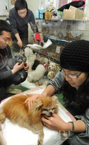 ▲ 14일 대전시 갑동 대전 유기견 보호소에서 연령이 오래돼 거동이 불편하고 병들어 거리에 버려진 유기견을 보호팀장과 팀원들이  건강상태를 꼼꼼히 살펴보고 있다./김상구기자