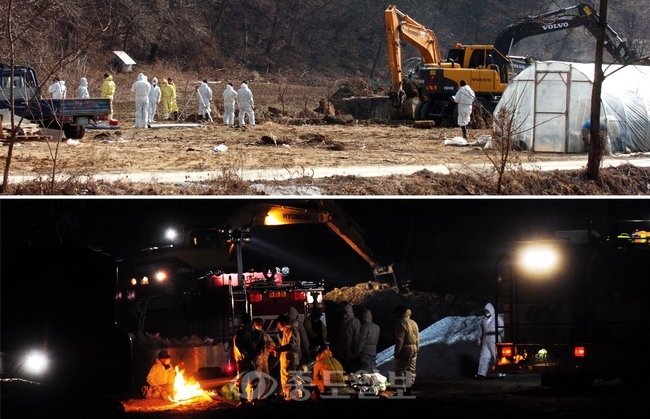 ▲ 대전에서 그 동안 한번도 발생한 적이 없었던 구제역이 동구 하소동의 한 돼지농가에서 발생해 15일 방역 관계자들이 중장비를 이용해 매몰작업에 들어갔으나 인근 주민들의 반발을 설득하는 시간과 얼어붙은 지반으로 터를 만드는 작업이 늦어져 한밤중 까지 살처분을 위한 준비 작업이 계속되고 있다./이민희 기자 photomin@
<br />