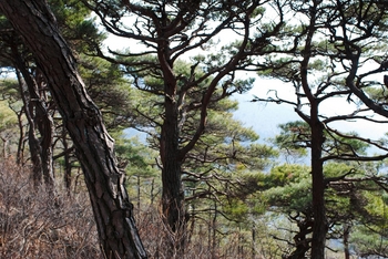 성주산 소나무숲.