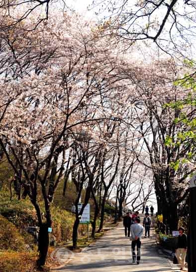 ▲ 대전시 중구 테미공원