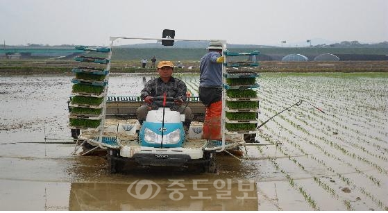 당진군 합덕읍 운곡리 김경식(59)씨가 올해 첫 모내기를 하고있다.