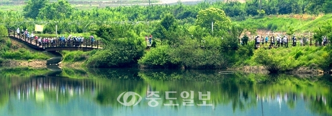 ▲ 금강로하스 축제가 열린 12일 걷기대회에 참가한 시민들이 녹음이 우거진 목재 수변산책길을 걷고 있다. /손인중 기자 