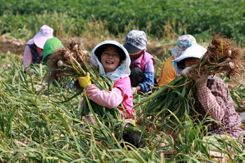 태안군 원북면 대기리에서 군의 대표적인 농특산물로 인기가 높은 태안 6쪽마늘 수확이 한창이다.