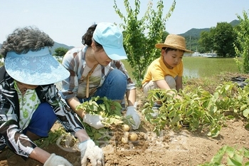 ▲ 햇빛촌바랑산마을에서의 감자캐기 체험.