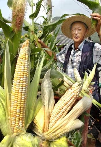 ▲ 옥수수를 고를 때는 옥수수 껍질과 자루가 연녹색을 띠면서 만졌을 때 약간 축축한 것이 싱싱하다./사진=중도일보 DB