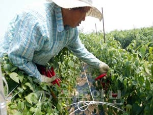 ▲ 태안을 대표하는 웰빙 농산물인 무농약 태양초 고추 수확이 시작됐다.