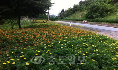 ▲ 남이면이 인삼엑포에 맞춰 식재한 꽃길 꽃동산이 화려한 색채를 자랑하고 있다. 