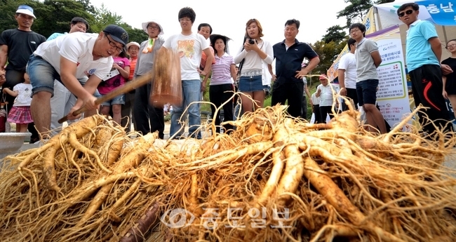 ▲ 2011금산세계인삼엑스포 첫 주말인 4일 금산인삼유통센터 일원에서 관람객이 떡메치기 체험을 하며 즐거운 시간을 보내고 있다.
<br />금산=손인중 기자 dlswnd98@