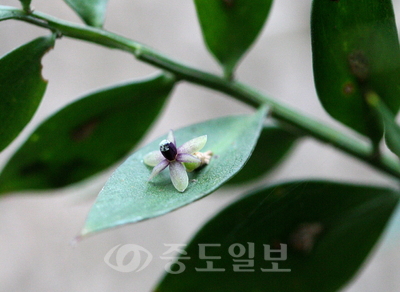 ▲유라시아가 원산인 루스쿠스 아쿨레아투스(Ruscus aculeatus)라 불리는 잎 위에 꽃이 피는 식물.