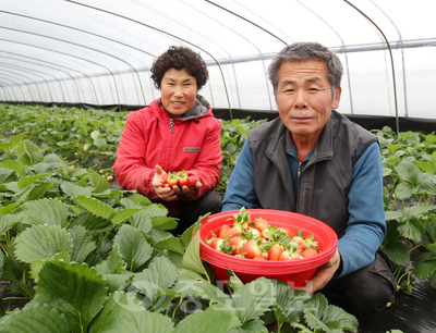 ▲ 20일 서산시 고북면 신정리의 한  비닐하우스에서 부부가 황토딸기를 따고 있다.