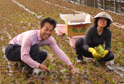 ▲ 천안시 풍세면 신선채소 단지 가재석(54)씨 부부가 직거래를 위한 첫 상추수확을 하며 기뻐하고 있다.