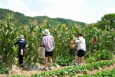 ▲ 아산시농업기술센터는 오는 20일부터 주말농장 19곳을 분양한다. 사진은 지난해 주말농장을 가꾸는 회원가족들 모습.