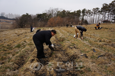 ▲ 송산면 직원들이 고구마 밭 비닐제거 작업을 하고 있다.