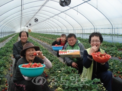 ▲ 청원군 남일면시설하우스에서 재배되는 딸기를 맛보며 즐거워하고 있다.