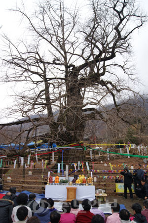 ▲ 작년 은행나무 당산제 모습.