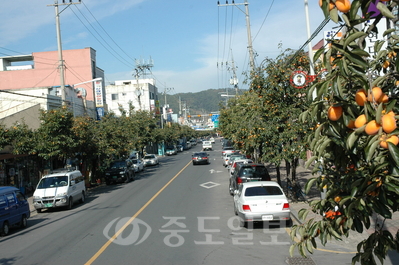 ▲영동군 읍내의 감나무 가로수 길.