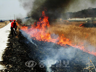 ▲ 한 농민이 논두렁을 태우고 있다.