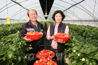 ▲ 딸기 고설식 양액재배시설 도입으로 부농의 꿈을 이룬 군북면 양정순씨.