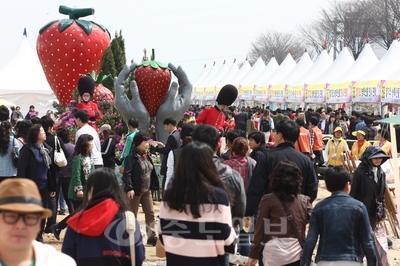 ▲ 지난 13일부터 3일간 열린 논산 딸기축제장이 관광객들이 몰려 북새통을 이루고 있다.