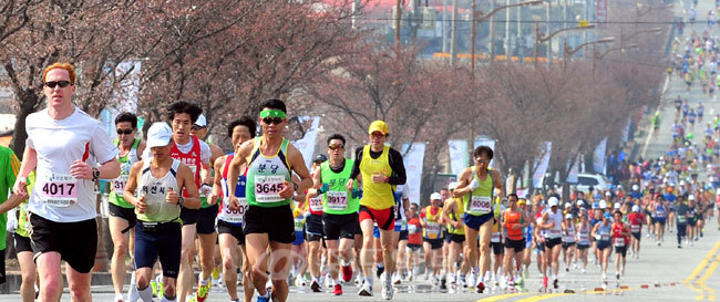 ▲ 15일 예산군에서 열린 제8회 예산벚꽃마라톤대회에 참가한 전국 마라톤 동호인들이 벚꽃나무길에서 레이스를 펼치고 있다. 예산=손인중 기자