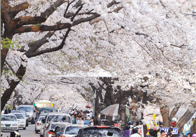 ▲ 계룡산 벚꽃축제 [사진=중도일보 DB]