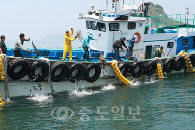 ▲ 태안군이 수산자원 증식을 통한 어업인 소득증대를 위해 수산자원조성사업을 전개하고 있다. 사진은 지난해 방류모습.