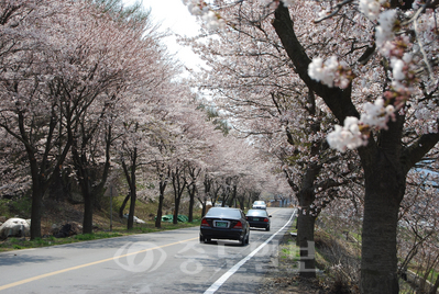 ▲ 보령시 주산면 주산초~보령댐 입구 약 6km 주산벚꽃길의 지난해 모습. 