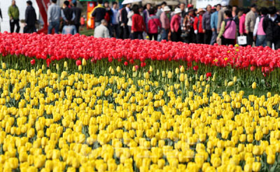 ▲ 태안 튤립꽃축제가 22일 개막된다. 사진은 2011년 튤립축제 모습.