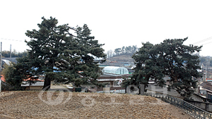 ▲ 논산 광석면 갈산리에 위치한 '갈산리 곰솔' 전경. [뉴시스 제공]