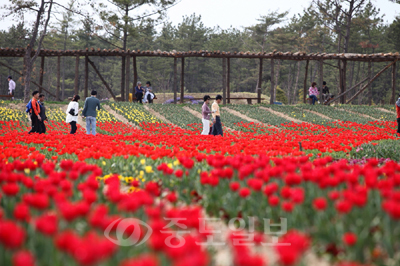 ▲ 지난 주말 남면 신온리 일원에서 펼쳐진 '2012 태안 튜울립 꽃 축제'에 봄꽃을 구경하러 온 관람객들의 모습.