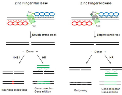 ▲ 왼쪽은 기존에 사용되고 있는 DNA 두 가닥을 자르는 유전자 가위( Zinc finger nuclease). 오른쪽은 연구에서 개발한 유전자 가위( Zinc finger nickase). 새로 개발된 유전자 가위를 세포에 도입할 경우 DNA 한 가닥만을 자르는 것이 확인됐고 잘린 DNA 말단의 거의 대부분이 오류 없이 다시 연결됐다. 