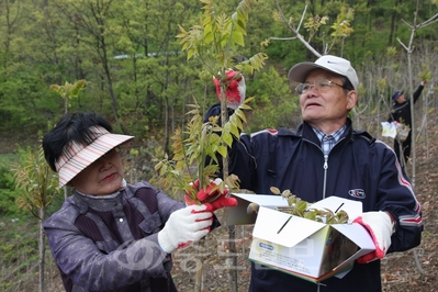 ▲ 사진은 지난해 옻순축제 중에서 옻순따기 행사 모습.