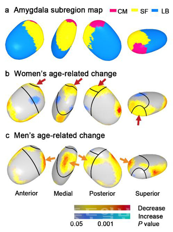 ▲'그림 b'의 붉은 화살표가 가리키는 영역이 나이가 들어감에 따라 빠른 쇠퇴를 보이는 여성의 편도체 중심핵이다. 