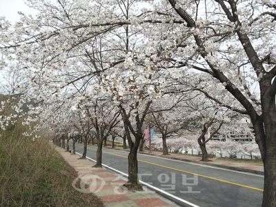 ▲ 사진은 수안보 벚나무 가로수길 모습.