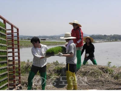 ▲ 아산외국인노동자 40여명이 영인면 공세리 일대와 인주면 밀두리 농가를 찾아 모판 나르기 작업을 도왔다.