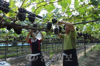 ▲ 맛과 당도가 뛰어난 추부 친환경 포도 수확모습.