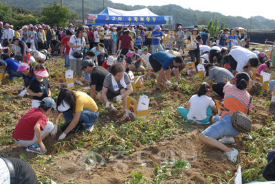 ▲ '제8회 천등산 고구마 축제'가 오는 22일 충북 충주시 산척면사무소 광장에서 열린다. 사진은 지난해 열린 고구마캐기 체험 모습. 